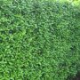 Ligustrum vulgare 'Lodense'